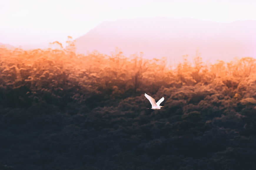 White bird flying over forest at golden hour