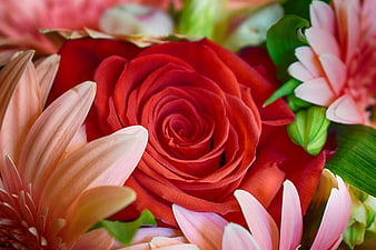 Close-up of vibrant red rose surrounded by pink gerbera daisies