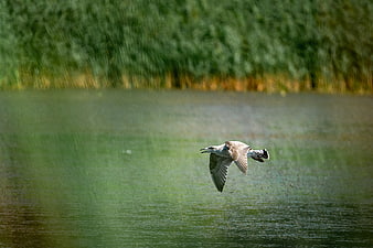 Seagull Flying Low Over Green Lake Water
