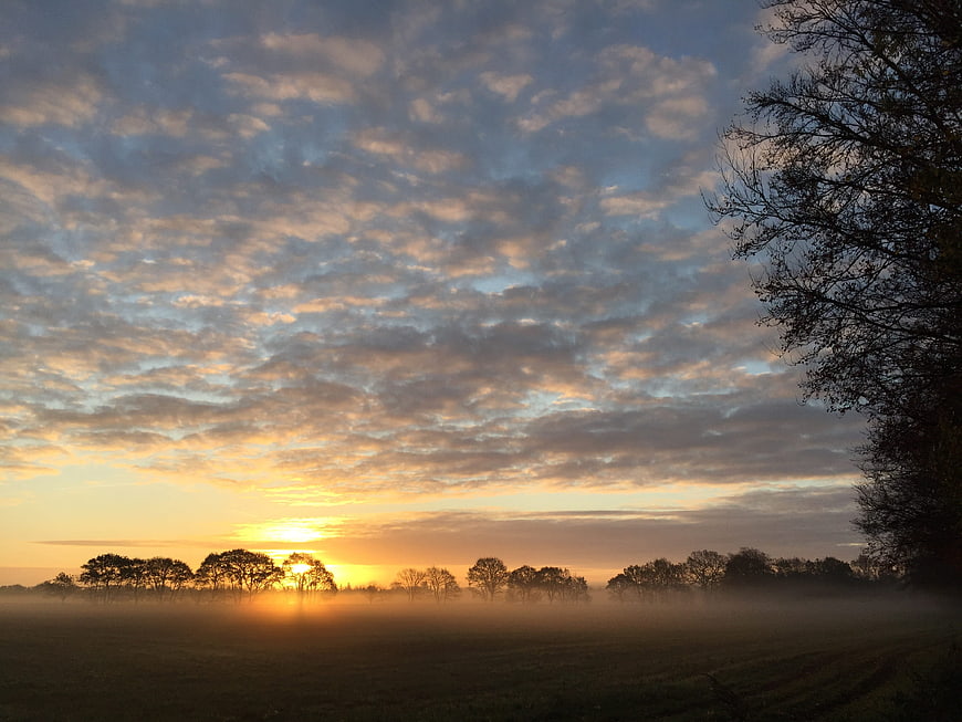Misty Sunrise Over Rural Landscape with Silhouetted Trees