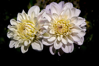 Two White Dahlias with Yellow Centers on Black Background
