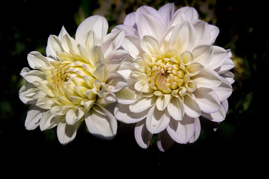 Two White Dahlias with Yellow Centers on Black Background