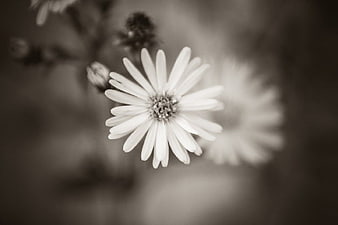 Monochrome Close-Up of White Daisy Flower
