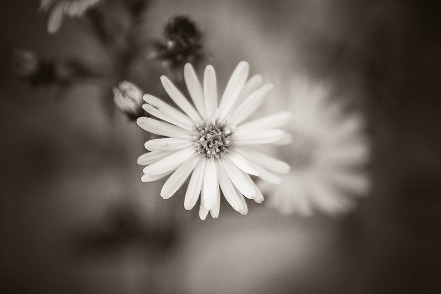 Monochrome Close-Up of White Daisy Flower