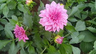 Pink Dahlia Flowers Blooming in Green Garden