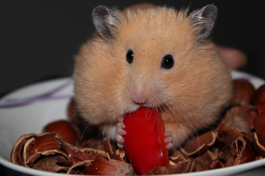 Golden Hamster Eating Red Pepper In Nut Bowl