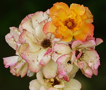 Close-up of multi-colored rose blossoms with yellow and pink petals