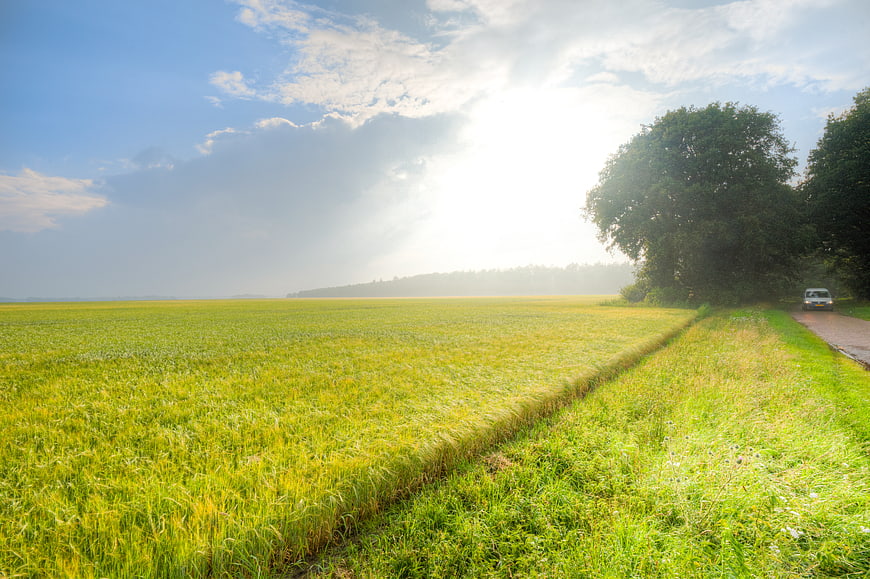 Sunlit green wheat field with country road and car