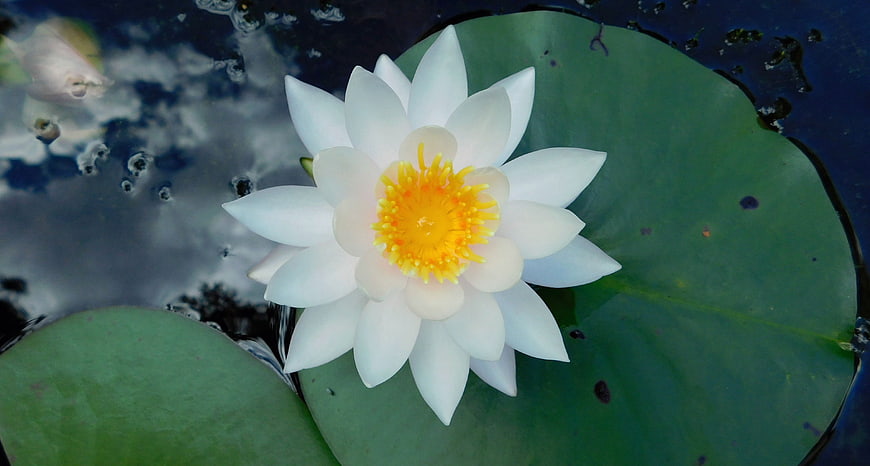 White Water Lily with Yellow Center on Green Lily Pad