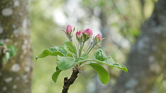 Pink Apple Blossom Buds on Green Branch