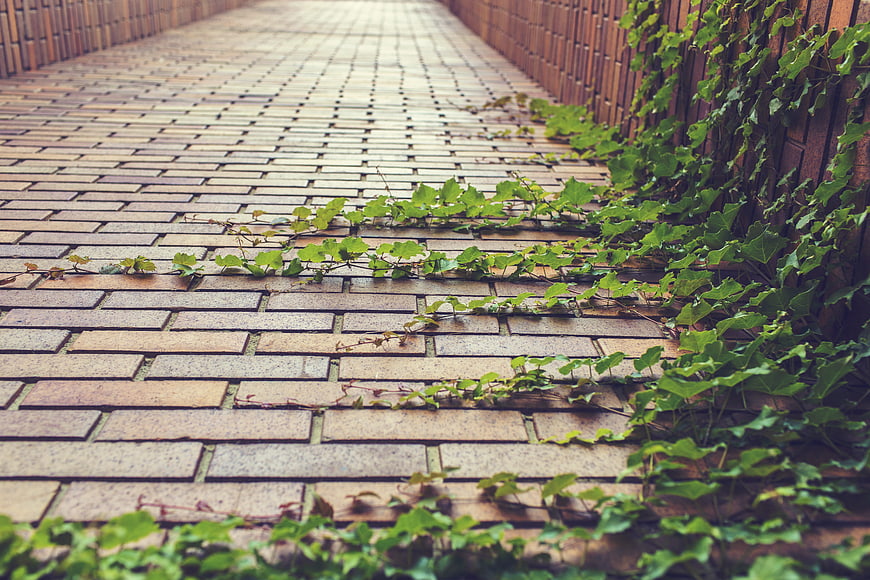 Green ivy vines growing on brick pathway and wooden fence