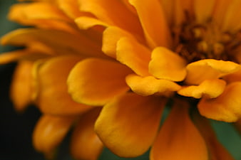 Close-up of vibrant orange flower petals with soft focus