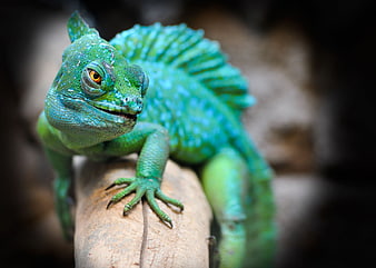 Close-up of vibrant green lizard on a branch