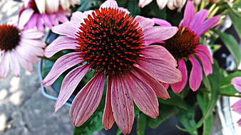 Close-up of vibrant pink coneflower with red center