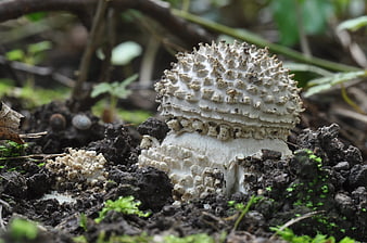 Close-up of white shaggy ink cap mushroom in soil