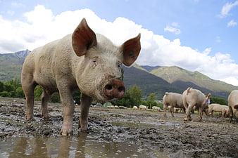 Close-up of a pig standing in a muddy farm field with mountains