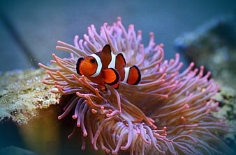 Orange clownfish swimming among pink sea anemone tentacles underwater