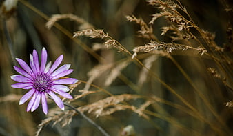 Purple Aster Flower in Dry Grass Field
