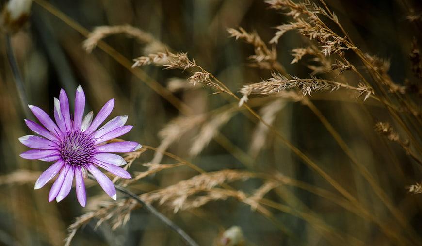 Purple Aster Flower in Dry Grass Field