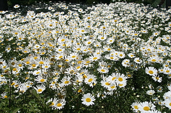 Field of white daisies with yellow centers in a garden