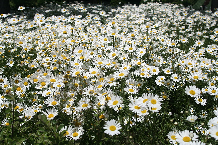Field of white daisies with yellow centers in a garden