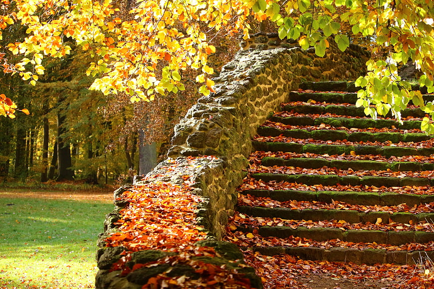 Mossy Stone Stairs Covered in Autumn Leaves in a Park