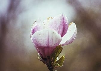 Close-up of a pink and white magnolia flower bud with raindrops