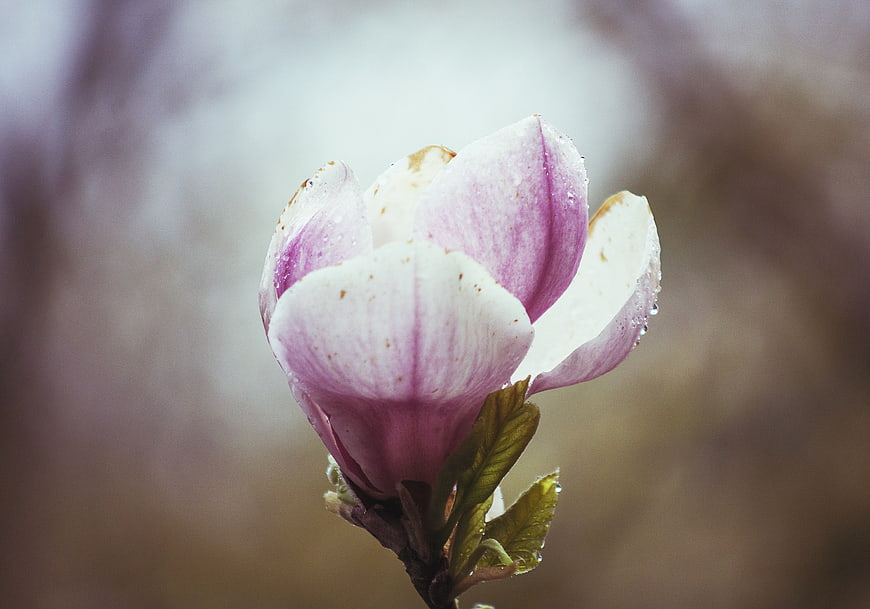 Close-up of a pink and white magnolia flower bud with raindrops