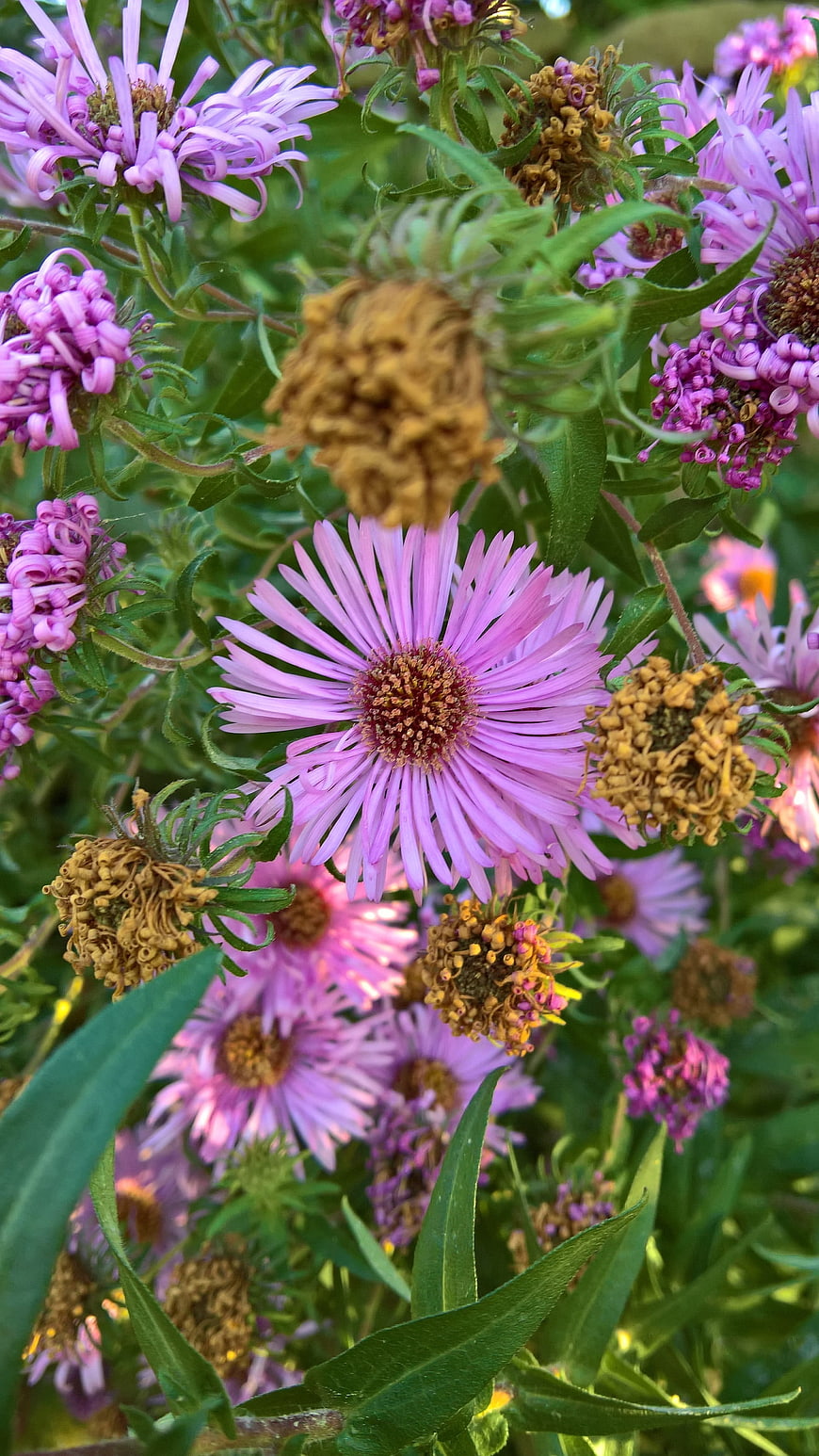 Close-up of vibrant purple aster flowers in a garden