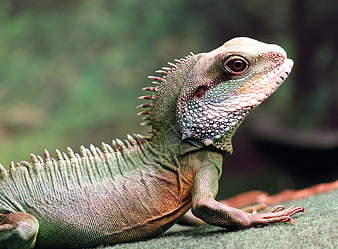 Close-up of a Green Water Dragon Lizard on a Branch