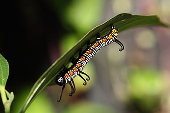 Monarch caterpillar on green leaf in nature