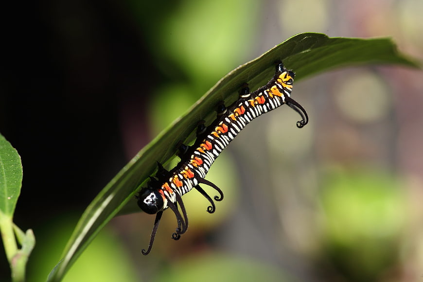 Monarch caterpillar on green leaf in nature
