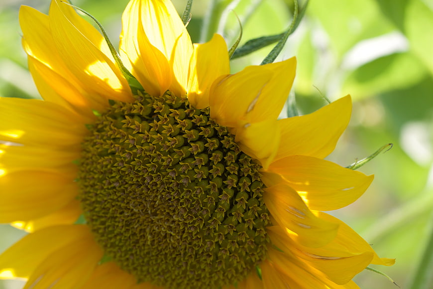 Close-up of a vibrant yellow sunflower in sunlight