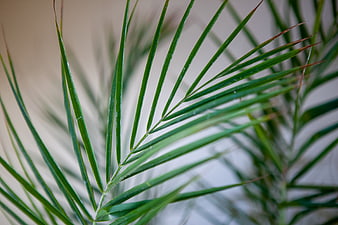 Close-up of green palm leaves with natural texture