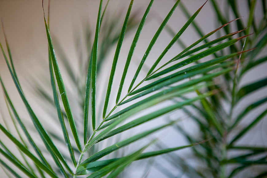 Close-up of green palm leaves with natural texture