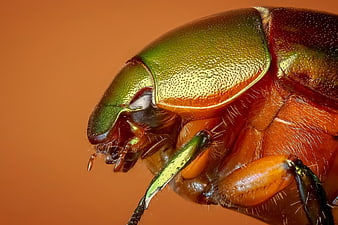 Macro close-up of iridescent green and orange beetle