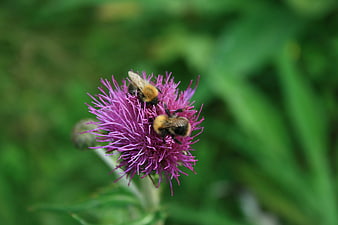Two bumblebees pollinating a purple thistle flower