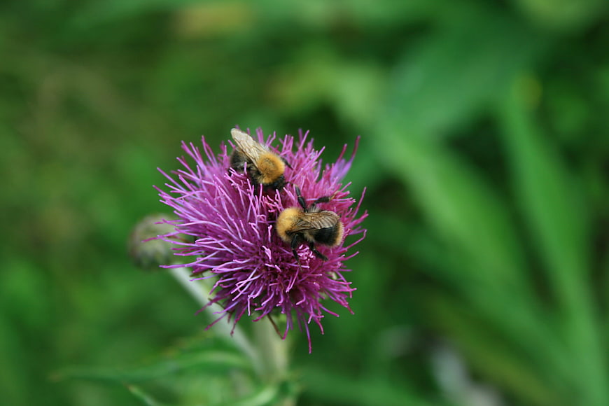 Two bumblebees pollinating a purple thistle flower