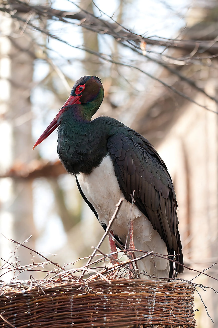 Black Stork in Nest with Red Beak and Iridescent Feathers