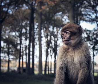 Portrait of a Barbary Macaque in a Forest Setting