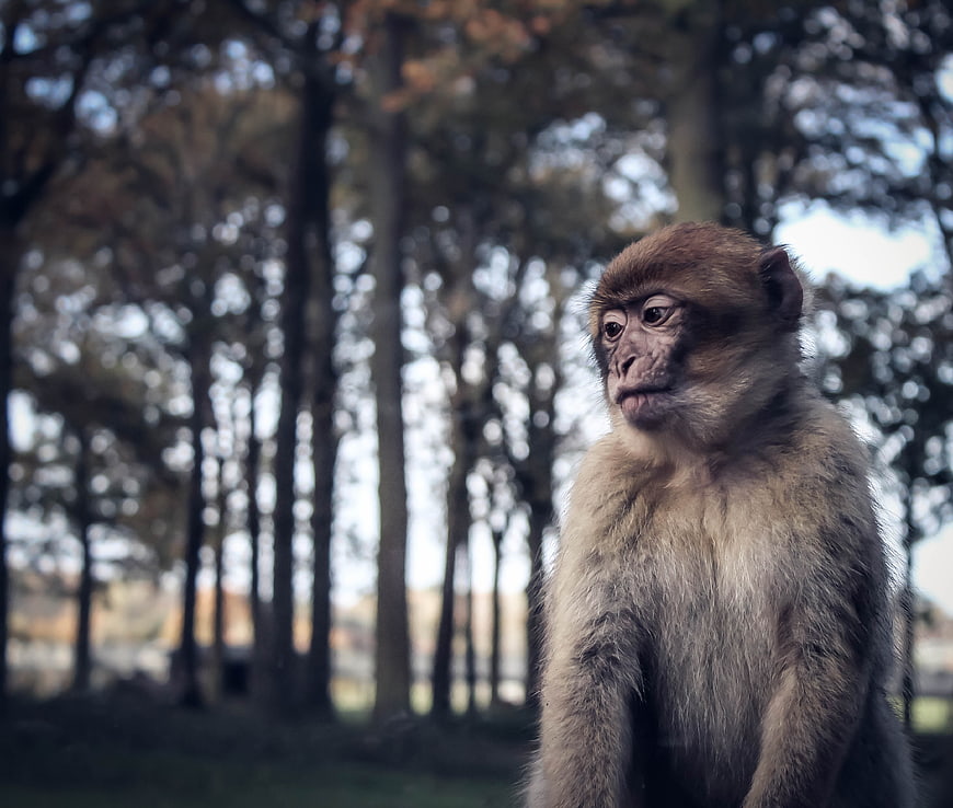Portrait of a Barbary Macaque in a Forest Setting