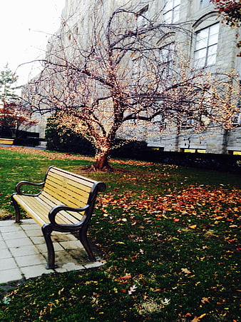 Empty Park Bench in Autumn Garden with Falling Leaves
