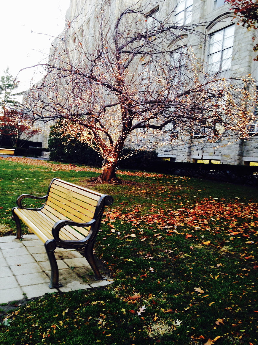 Empty Park Bench in Autumn Garden with Falling Leaves