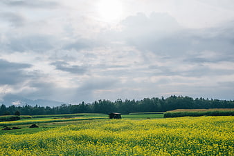 Vibrant Yellow Flower Field with Cloudy Sky and Distant Mountains