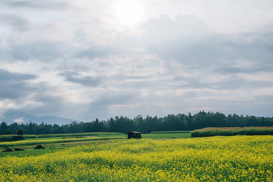 Vibrant Yellow Flower Field with Cloudy Sky and Distant Mountains
