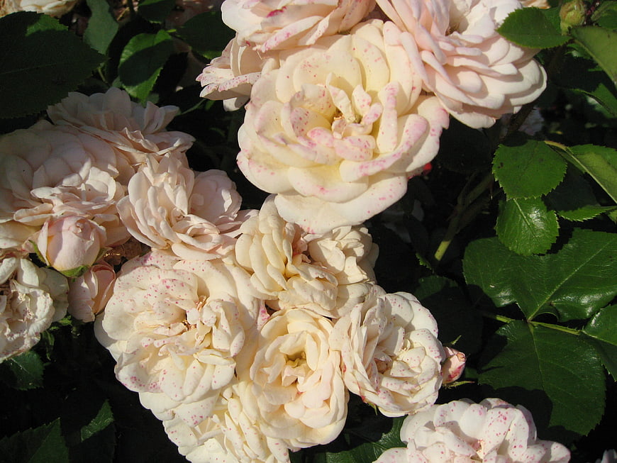 Cream and Pink Speckled Garden Roses in Sunlight