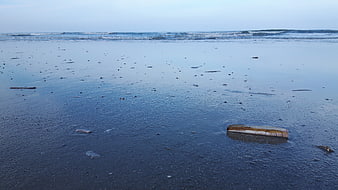 Razor shell on wet blue sand beach at low tide