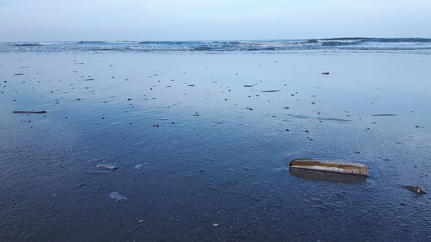 Razor shell on wet blue sand beach at low tide