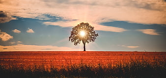 Lone Tree Silhouette Backlit by Setting Sun in Golden Field