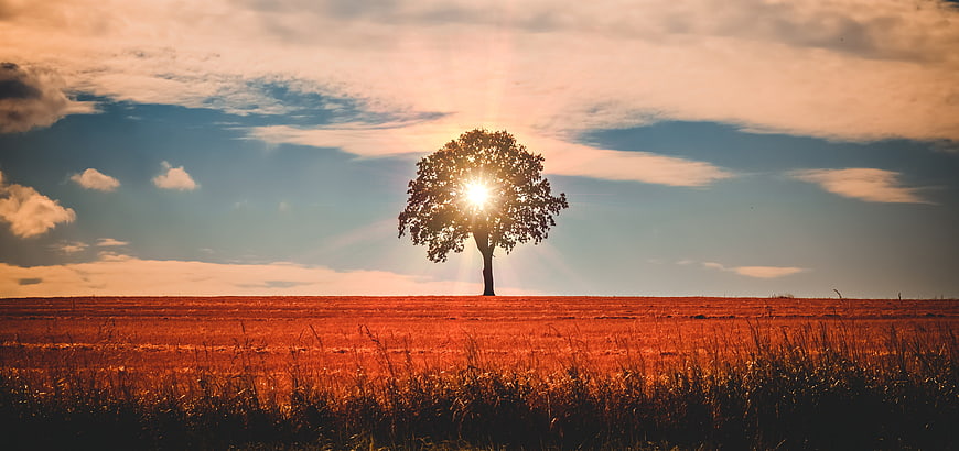 Lone Tree Silhouette Backlit by Setting Sun in Golden Field